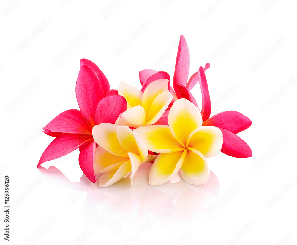 Tropical flowers frangipani (plumeria) isolated on white backgro Tropical flowers frangipani (plumeria) isolated on white backgro