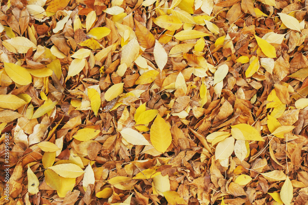 fall leaves. Autumn background fall leaves. Autumn background
