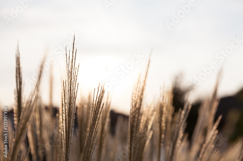 Grasses in the sun