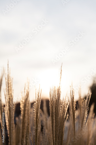 Grasses in the sun