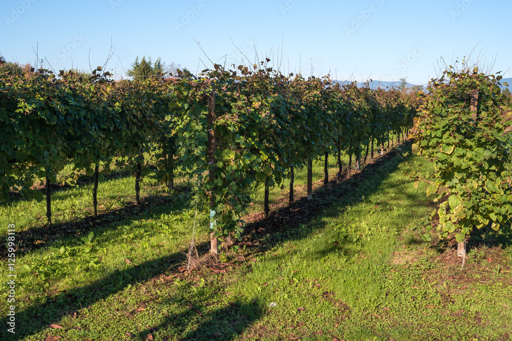 Vines after harvest. October, Northern Italy.