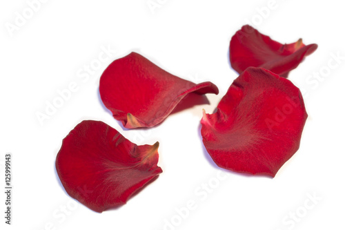 roses petals