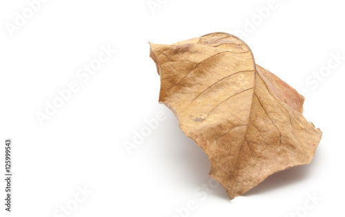 Dry leaf closeup isolated