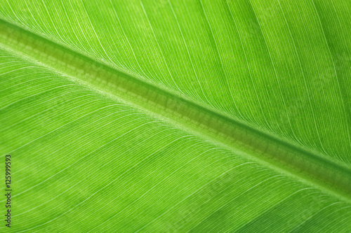 Pattern on banana leaf