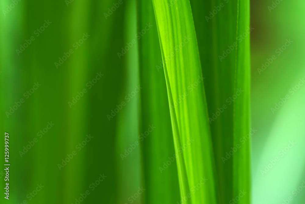 Pattern of leaf Pattern of leaf