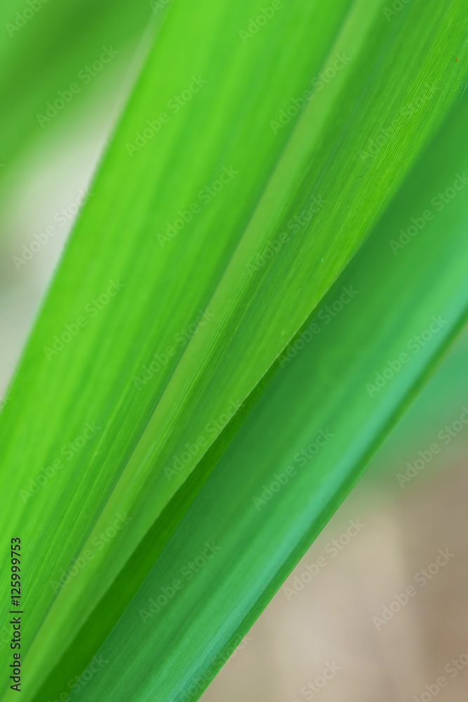 Texture of leaf