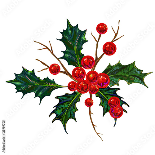 Holly Berry Vector illustration. Botanical drawing