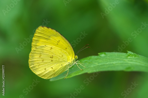 Butterfly on leaf © kumarn