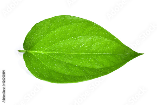 Photos Green betel leaf heart shape with water drops isolated on white