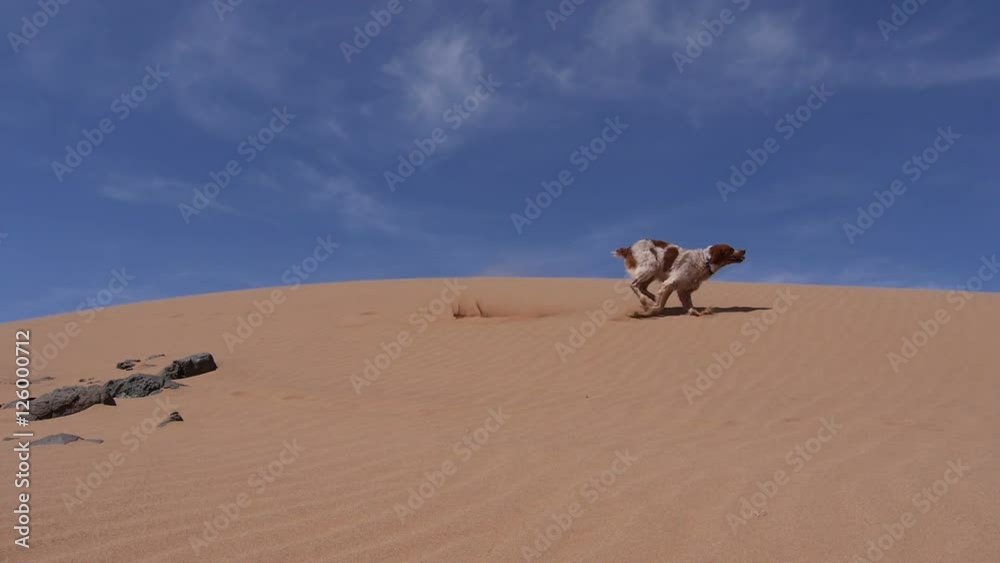 Hunting dog run fro, left to right - Sahara desert - Épagneul breton - Brittany Hunting dog run fro, left to right - Sahara desert - Épagneul breton - Brittany