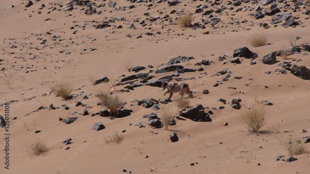 Hunting dog run in the Sahara desert - Slow motion Hunting dog run in the Sahara desert - Slow motion