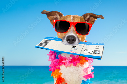 chek in boarding pass summer dog © Javier brosch