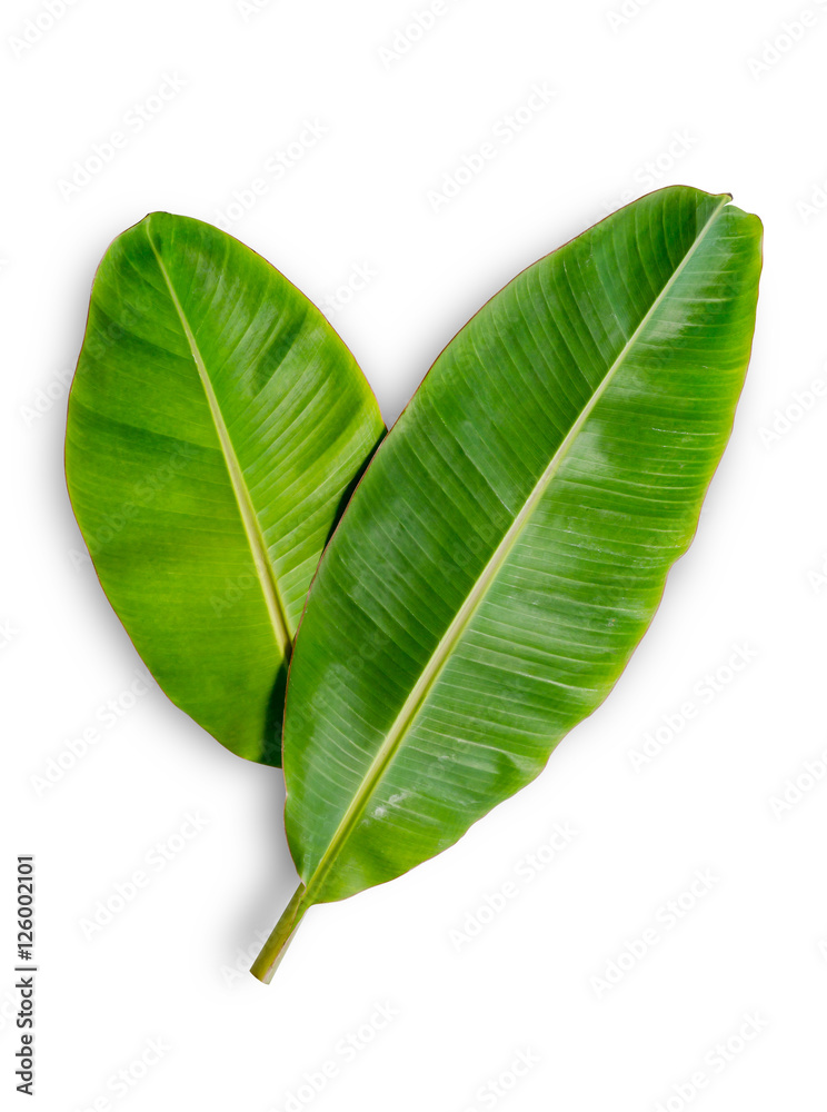 Fototapeta premium Banana leaf isolated on white background. File contains a clipping path.