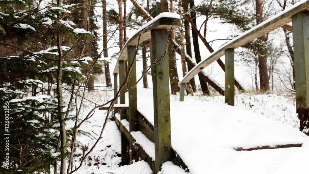Snow shower in the forest. Snow, trees, branches. Winter cold weather.