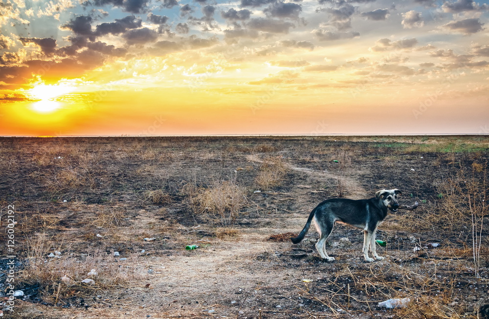 sinister landscape field after the fire apocalypse