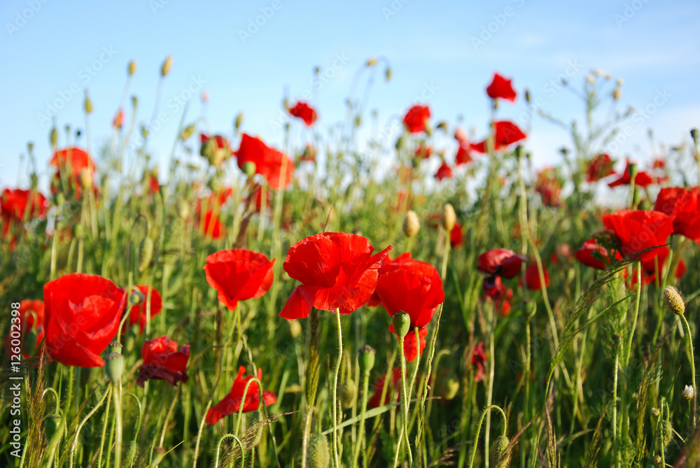 Poppies in a field Poppies in a field