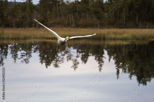 Swan - reflection © Leif