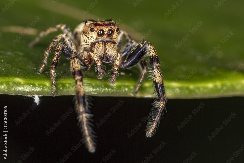 Jumping Spider on leaf extreme close up - Macro photo of jumping Spider on leaf Jumping Spider on leaf extreme close up - Macro photo of jumping Spider on leaf