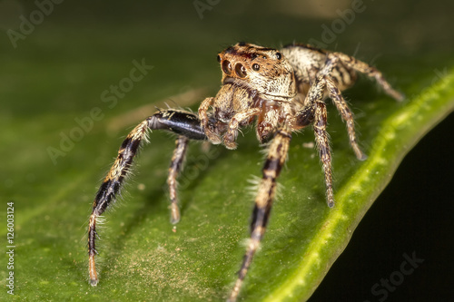 Jumping Spider on leaf extreme close up - Macro photo of jumping Spider on leaf © Pedro Turrini Neto