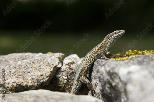 Lézard des murailles