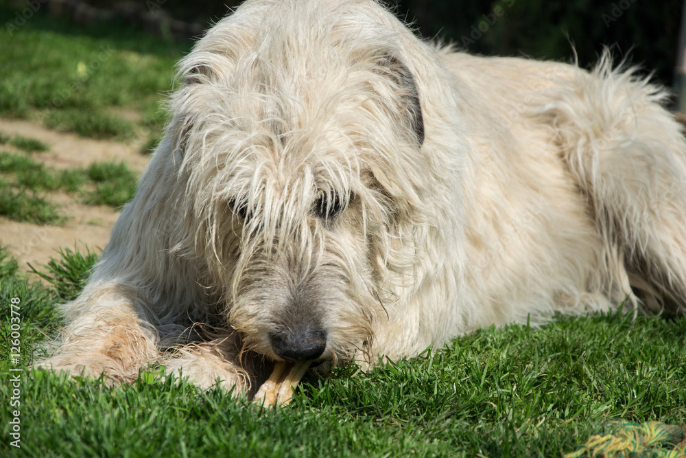 Lying Irish Wolfhound dog eats bone on the grass. The dog gnaws a bone in the garden on the lawn