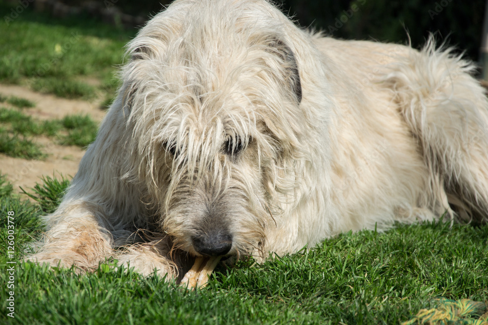 Lying Irish Wolfhound dog eats bone on the grass. The dog gnaws a bone in the garden on the lawn Lying Irish Wolfhound dog eats bone on the grass. The dog gnaws a bone in the garden on the lawn