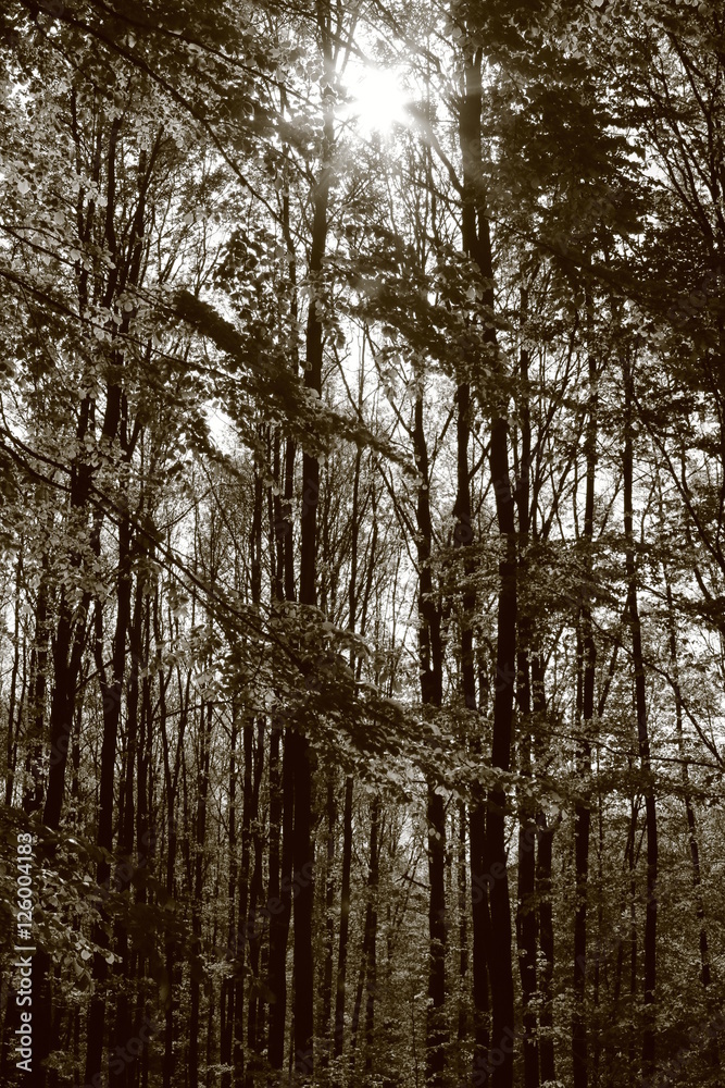 B&W treescape B&W treescape