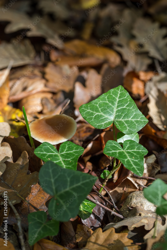 Little mushroom hiding under the leaves on the forest floor Little mushroom hiding under the leaves on the forest floor