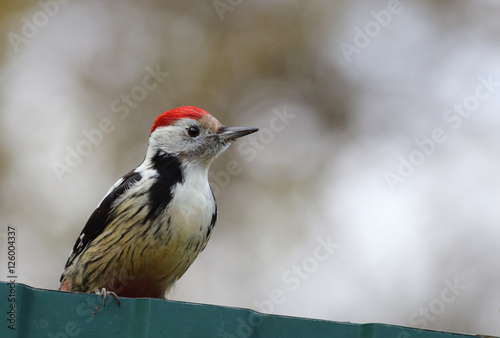 Portrait of a woodpecker with the red cap...
