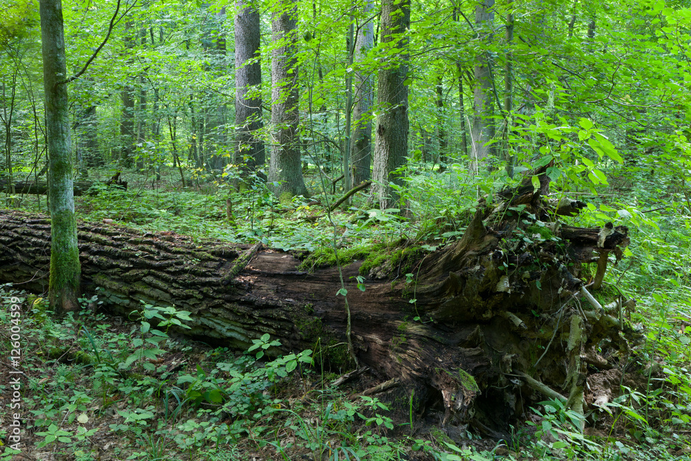 Fototapeta premium Broken oak tree trung lying storm after