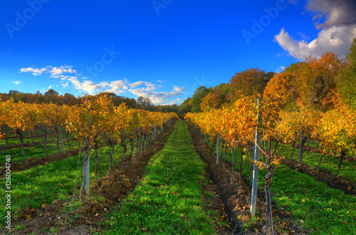 Weingarten im Herbst