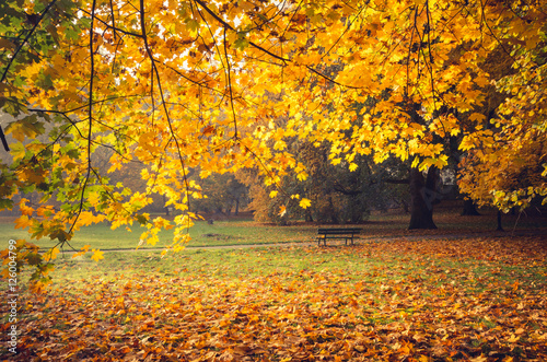Fototapeta Naklejka Na Ścianę i Meble -  Colorful autumn park on sunny morning in Krakow, Poland