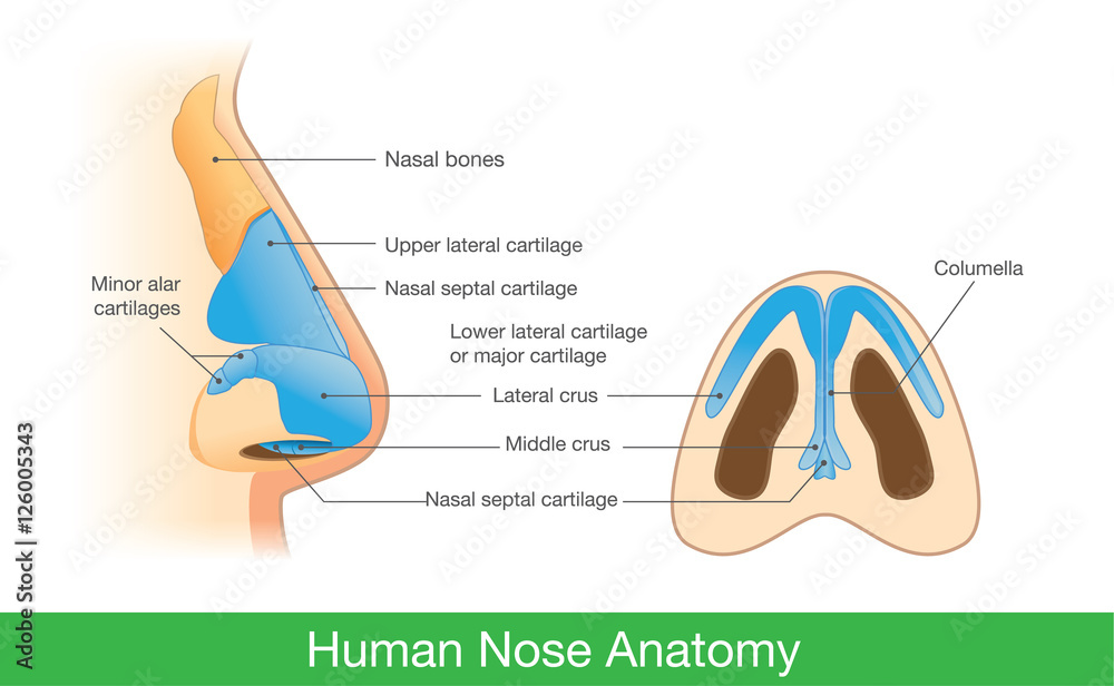 Anatomy of human nose in side view and below. Illustration about
