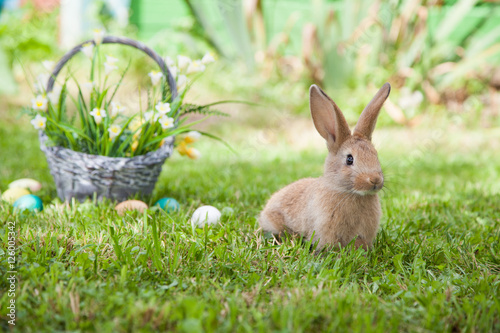 Fototapeta Naklejka Na Ścianę i Meble -  Cute rabbit on the grass