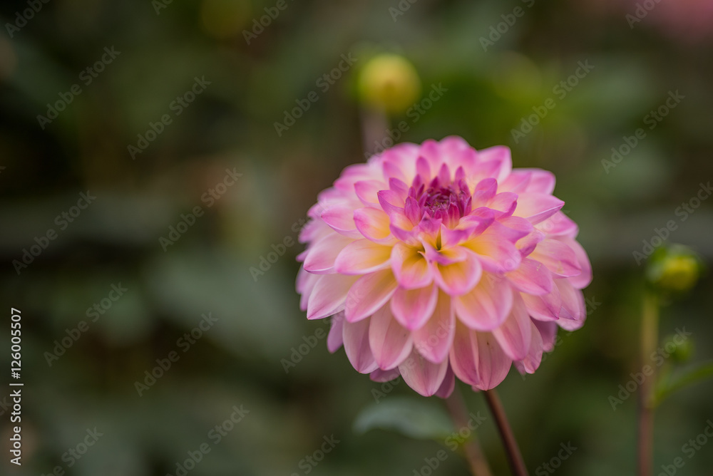 Fototapeta premium Hochzeitsblumen