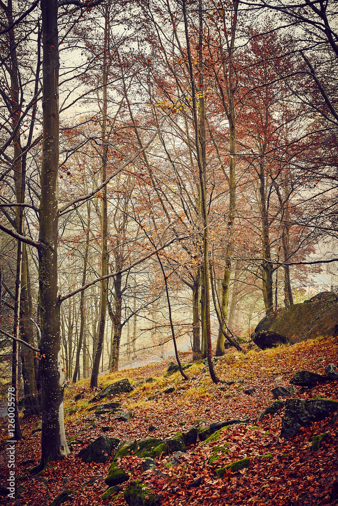 Naklejka premium Autunno nella foresta con nebbia