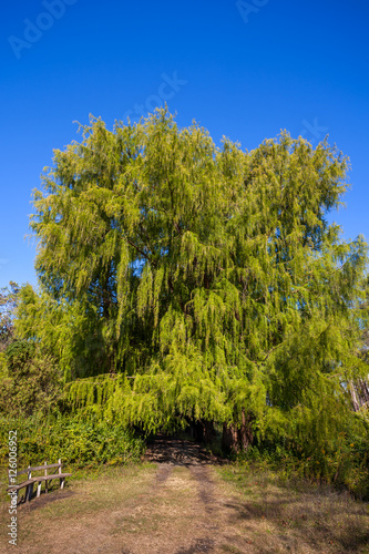 Big swamp cypress tree in the Maltakva park, Poti, Georgia photo