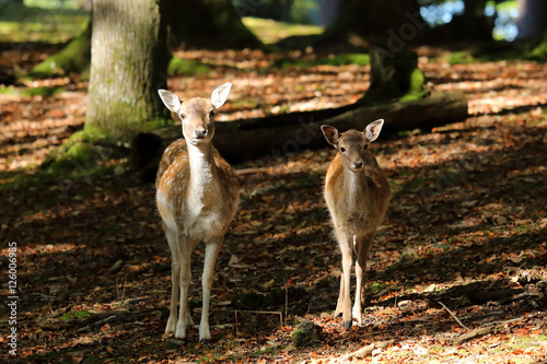 Rehe