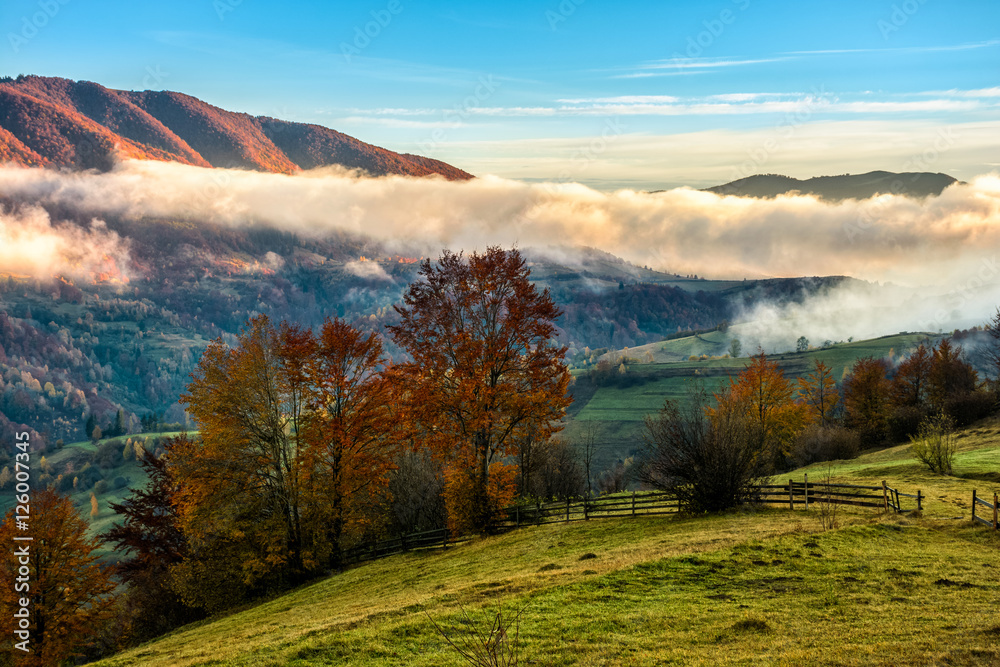 golden hot sunrise with cold morning fog in rural area of Carpathian mountain range. green grass and trees with colorful foliage on the hillside meadow