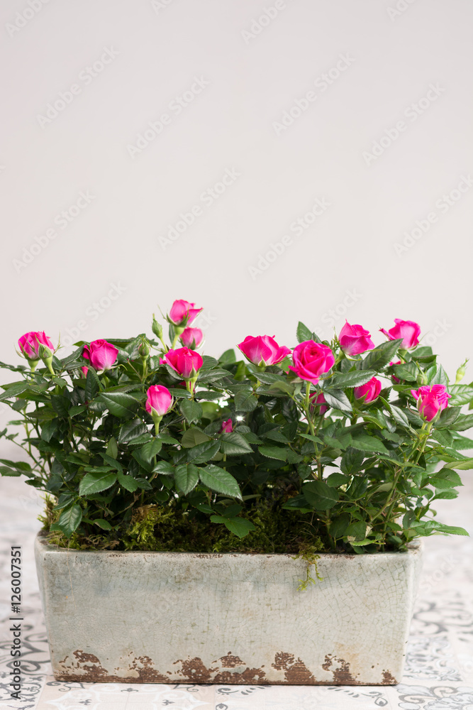 Colorful rose flowers Colorful rose flowers