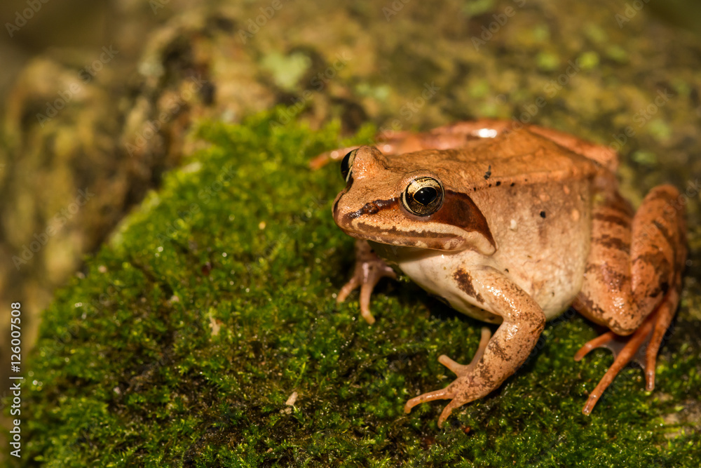 Obraz premium Wood Frog