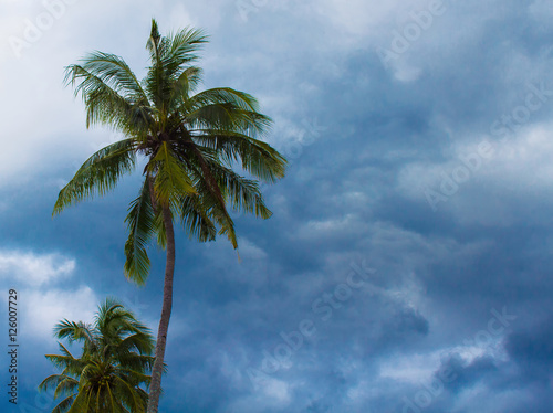 Coconut palm tree silhouette on cloudy sky background. Green leaves on wind.