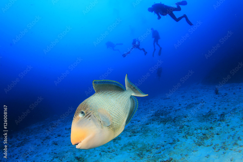 Obraz premium Triggerfish fish and scuba divers