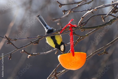 Great Tit (Parus major) is feeding from the orange feeder