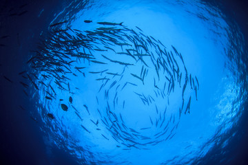 Barracuda fish school in ocean