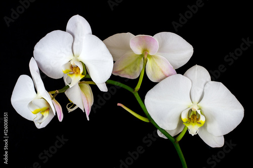 Fototapeta Naklejka Na Ścianę i Meble -  Zen orchid