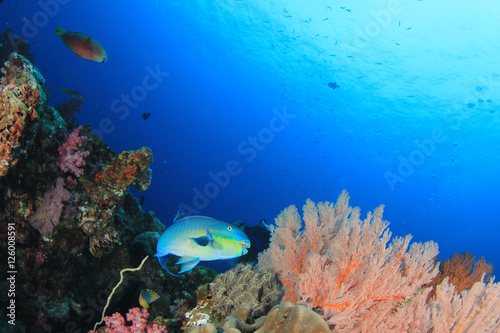 Fototapeta Naklejka Na Ścianę i Meble -  Coral reef fish in sea ocean underwater