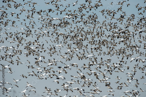 Snow Geese Flyup, Cosumnes Reserve photo