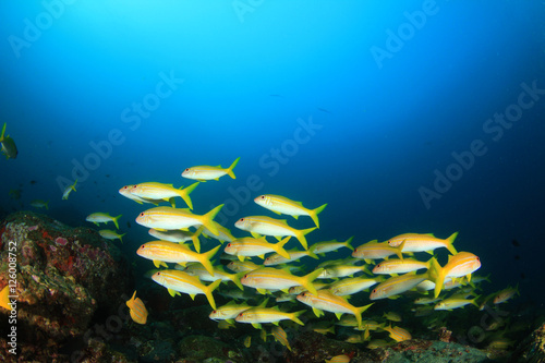 Fototapeta Naklejka Na Ścianę i Meble -  Fish school underwater on coral reef