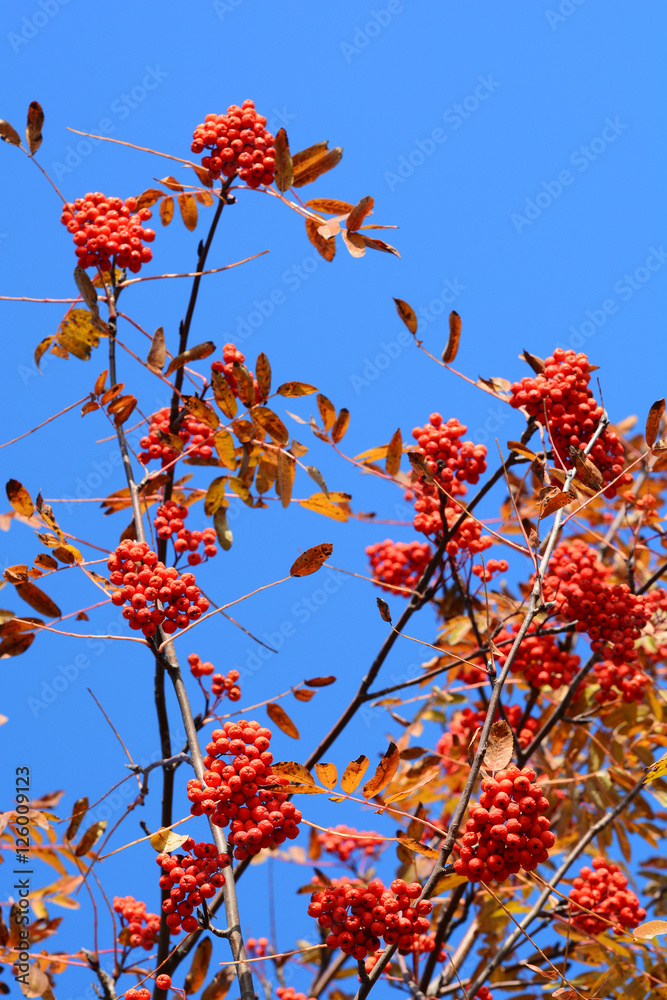 Rowan berry against blue sky (Sorbus aucuparia) Rowan berry against blue sky (Sorbus aucuparia)